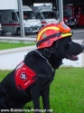 Um Cão de Busca bem Uniformizado sem descorar a sua Segurança