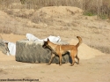 2º Encontro Cães de Busca e Salvamento - Óbidos 2007